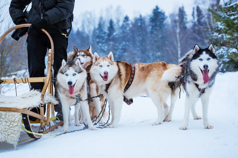 All Seasons Adventures Dog Sledding