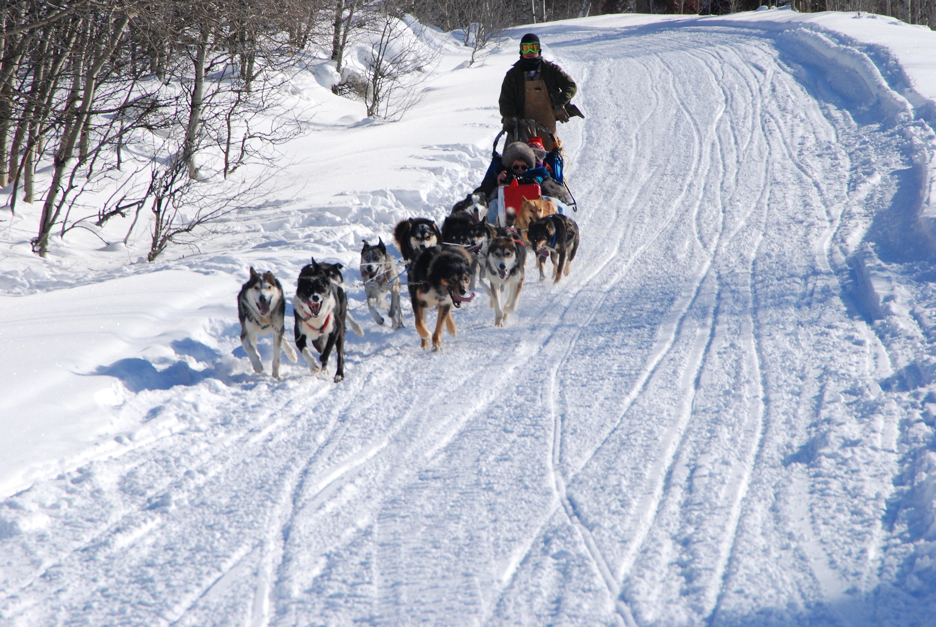 Family dog sledding through snowy canyon at Bear Ridge Adventures