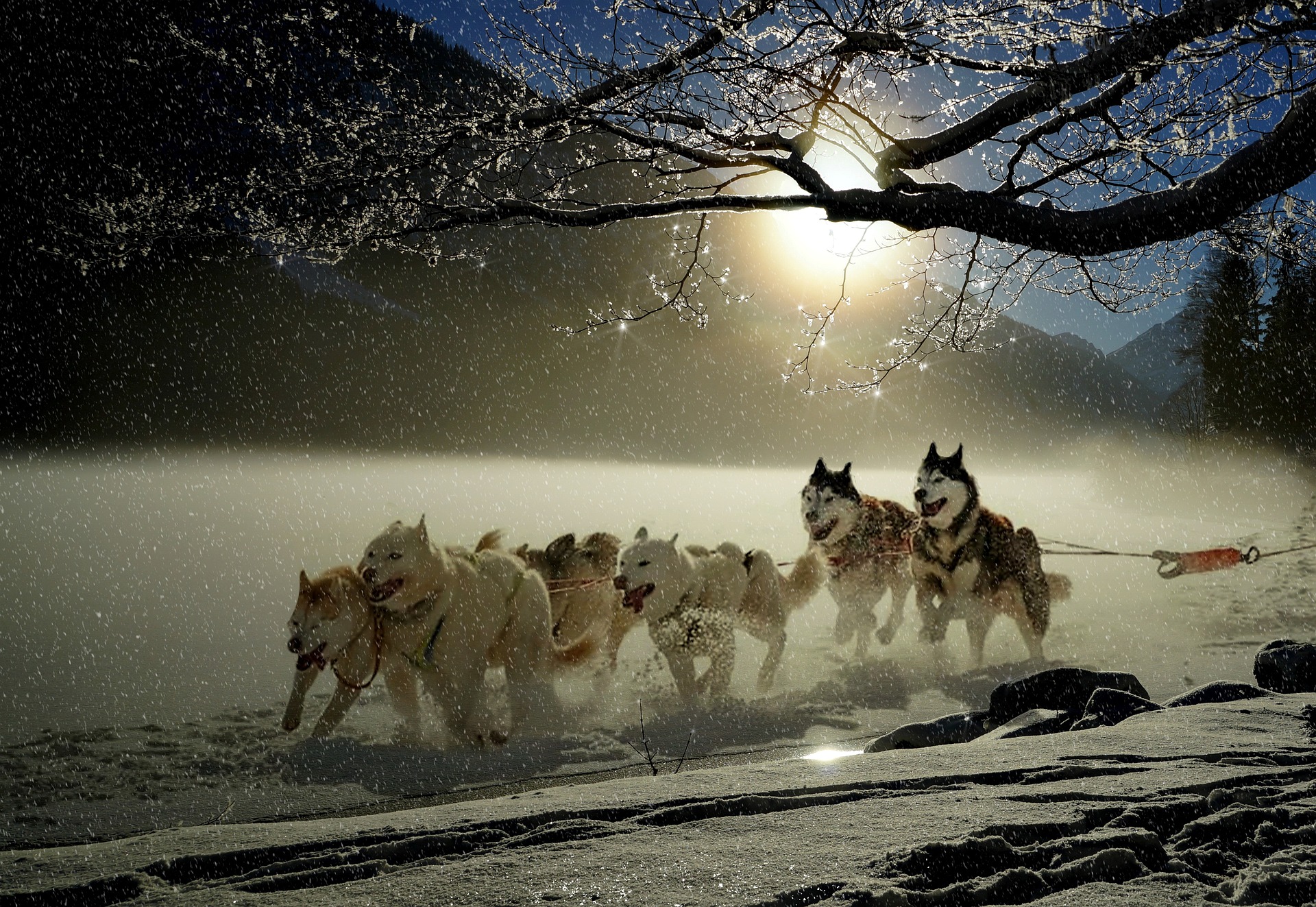 Iditarod-experienced sled dogs racing through Weber Canyon snow
