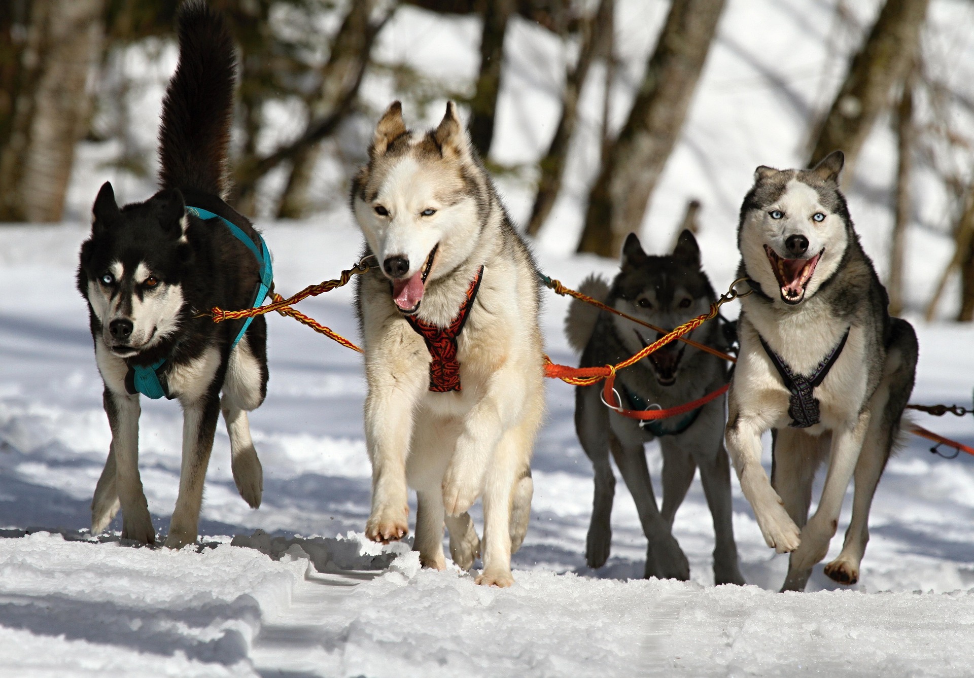 Dog sledding through snowy trails at North Forty Escapes ranch
