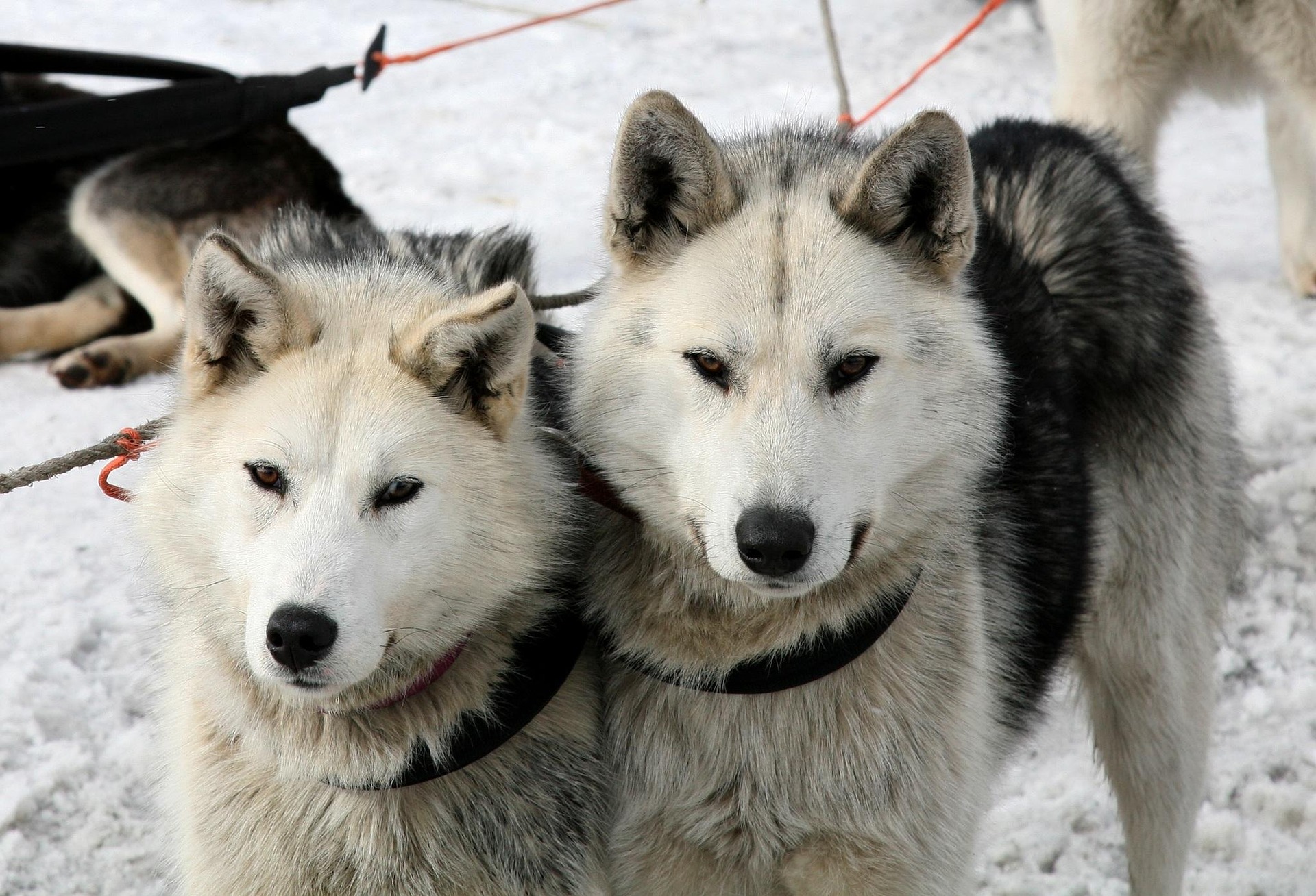 Dog sledding through aspen groves with mountain views at Wasatch Adventure Guides