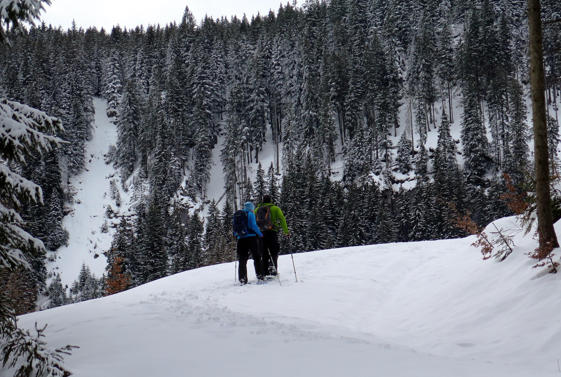 Snowshoers walking through moonlit aspen forest